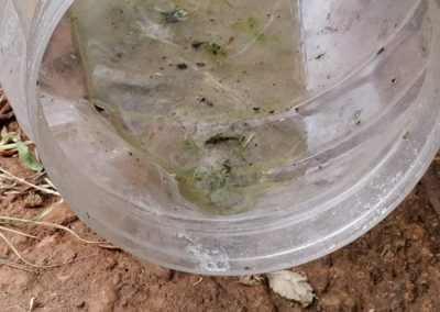 Mosquito larvae controlling/killing activty by the youth red cross unit
