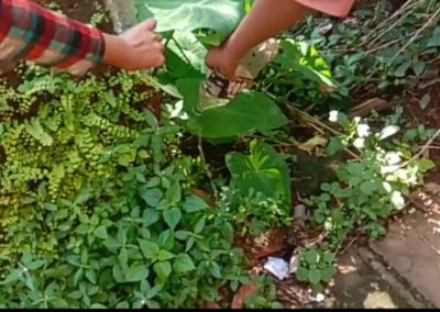 NSS Activity-Mosquito Larvae Killing