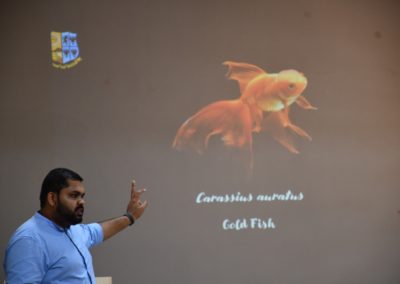 ‘Colorful Creations: The Art and Science of Ornamental Fish Breeding’