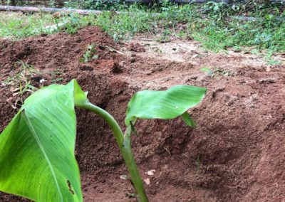 Agnes Towards Community (ATC) Leads Plantation Drive for a Sustainable Future