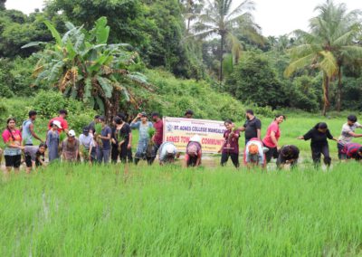Paddy Plantation Drive