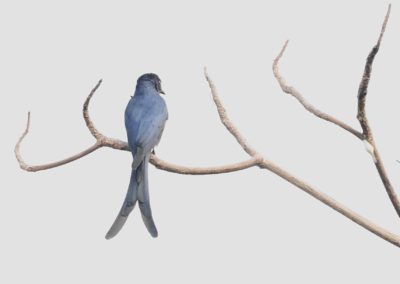 Campus Bird Count 2026