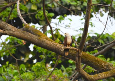 Campus Bird Count 2026