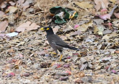 Campus Bird Count 2026