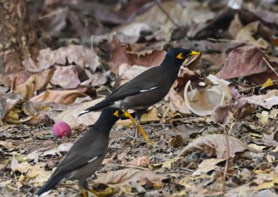 Campus Bird Count 2026