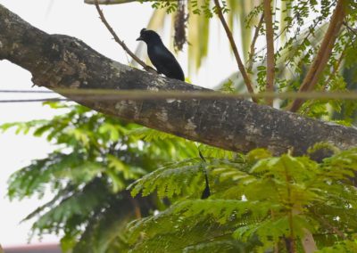 Campus Bird Count 2026