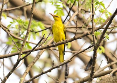 Campus Bird Count 2026