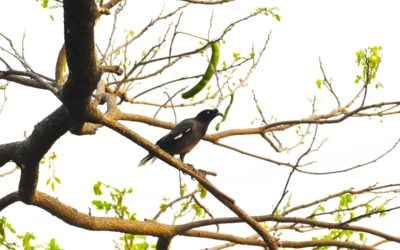 Campus Bird Count 2026