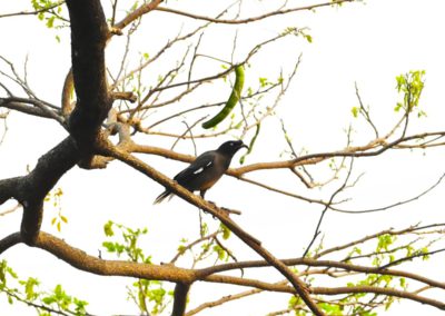 Campus Bird Count 2026