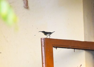 Campus Bird Count 2026