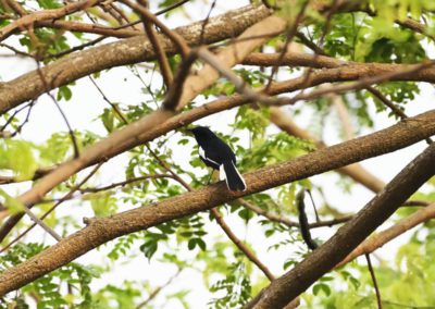 Campus Bird Count 2026