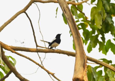 Campus Bird Count 2026