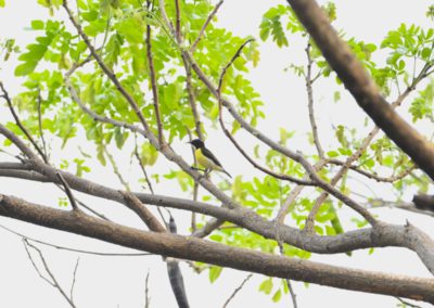 Campus Bird Count 2026