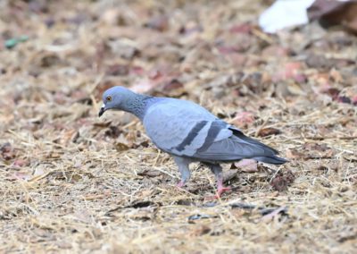 Campus Bird Count 2026