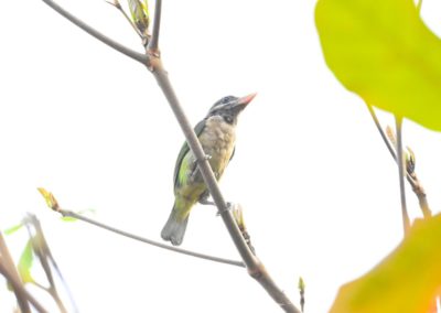 Campus Bird Count 2026