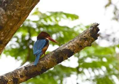 Campus Bird Count 2026