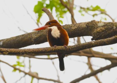 Campus Bird Count 2026